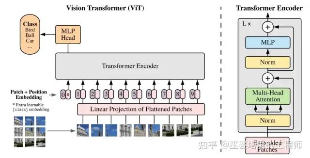 Workflow and encoder structure of ViT